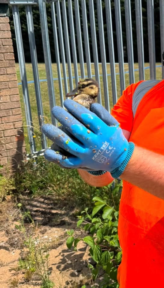 Man holding duckling